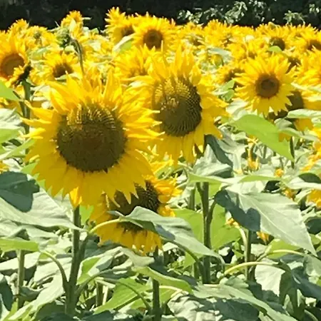 بيت للعطل - - Sleeps 2 - Parking Montembœuf